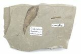 Fossil Cedrelospermum Leaf with Crane Fly - Utah #377065-1